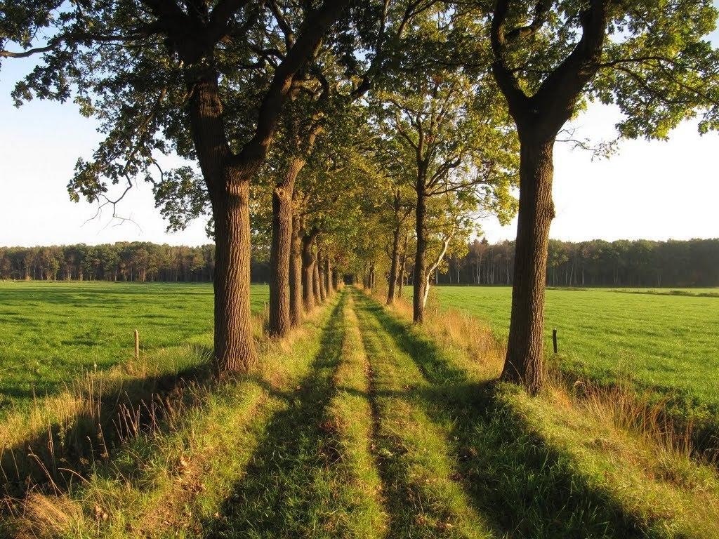 Stal Zwartschaap Apartamento Stuifzand Quarto foto